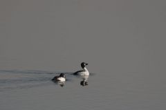 Garrot à oeil d'or<br>Bucephala clangula - Common Goldeneye<br>Région parisienne