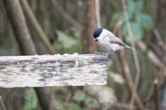 Mésange nonnette<br>Poecile palustris - Marsh Tit<br>Région parisienne