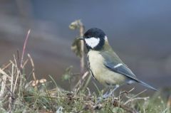 Mésange charbonnière<br>Parus major - Great Tit<br>Région parisienne