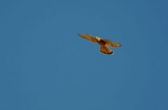 Faucon Crécerelle ♀ - Falco tinnunculus<br>Common Kestrel<br>Vendée