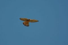 Faucon Crécerelle ♀ - Falco tinnunculus<br>Common Kestrel<br>Vendée