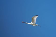 Spatule blanche - Platalea leucorodia - Eurasian Spoonbill<br>Vendée