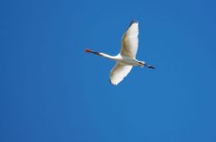 Spatule blanche - Platalea leucorodia - Eurasian Spoonbill<br>Vendée