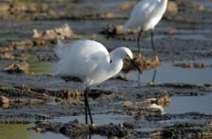 Aigrette neigeuse - Egretta thula - Snowy Egret<br>Saint-Martin