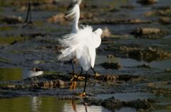 Aigrette neigeuse - Egretta thula - Snowy Egret<br>Saint-Martin