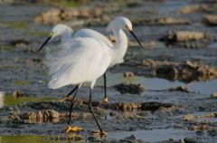 Aigrette neigeuse - Egretta thula - Snowy Egret<br>Saint-Martin