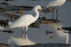 Aigrette neigeuse - Egretta thula - Snowy Egret<br>Saint-Martin