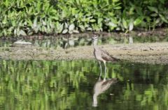 Courlis corlieu - Numenius phaeopus - Whimbrel<br>Saint-Martin