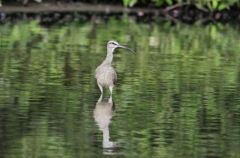 Courlis corlieu - Numenius phaeopus - Whimbrel<br>Saint-Martin