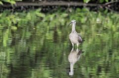 Courlis corlieu - Numenius phaeopus - Whimbrel<br>Saint-Martin