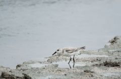 Becasseaux sanderling - Calidris alba - Sanderling<br>Saint-Martin