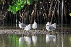 Bécassin à bec court (ou B. roux) - Limnodromus griseus<br>Short-billed Dowitcher<br>Saint-Martin