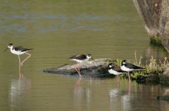 Echasses d’Amérique - Himantopus mexicanus<br>Black-necked Stilt<br>Saint-Martin