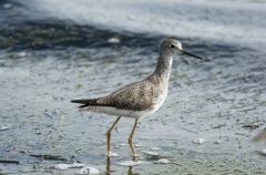 Chevalier à pattes jaunes - Tringa flavipes<br>Lesser Yellowlegs<br>Saint-Martin