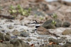 Gravelot Kildir - Charadrius vociferus<br>Killdeer<br>Saint-Martin