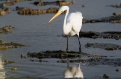 Grande Aigrette - Ardea alba - Great Egret<br>Saint-Martin