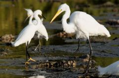 Grande Aigrette - Ardea alba - Great Egret<br>Saint-Martin