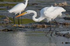 Grande Aigrette - Ardea alba - Great Egret<br>Saint-Martin