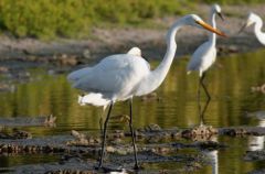 Grande Aigrette - Ardea alba - Great Egret<br>Saint-Martin