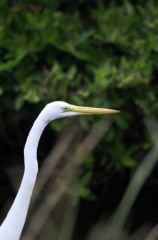 Grande Aigrette - Ardea alba - Great Egret<br>Saint-Martin