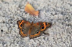 Junonia evarete - Mangrove de Saint-Martin