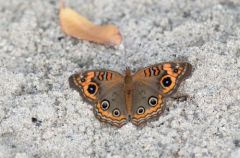 Junonia evarete - Mangrove de Saint-Martin