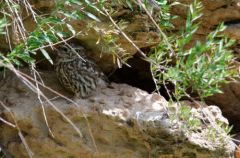 Chevêche d'Athéna - Athene noctua<br>Little Owl<br>Vendée