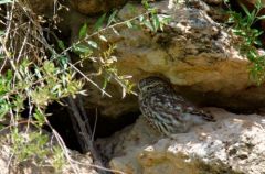 Chevêche d'Athéna - Athene noctua<br>Little Owl<br>Vendée