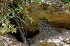 Chevêche d'Athéna - Athene noctua<br>Little Owl<br>Vendée