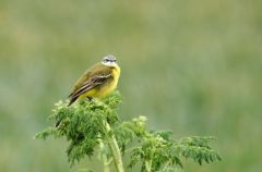 Bergeronnette printanière - Motacilla flava - Western Yellow Wagtail<br>Région parisienne