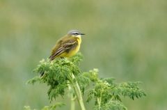 Bergeronnette printanière - Motacilla flava - Western Yellow Wagtail<br>Région parisienne