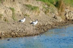 Avocette élégante - Recurvirostra avocetta<br>Pied Avocet<br>Vendée