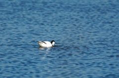 Avocette élégante - Recurvirostra avocetta<br>Pied Avocet<br>Vendée