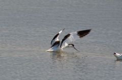 Avocette élégante - Recurvirostra avocetta<br>Pied Avocet<br>Vendée