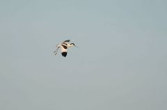 Avocette élégante - Recurvirostra avocetta<br>Pied Avocet<br>Vendée