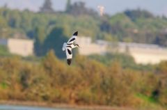 Avocette élégante - Recurvirostra avocetta<br>Pied Avocet<br>Vendée