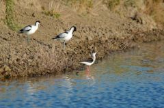 Echasse blanche - Himantopus himantopus<br>Black-winged Stilt<br>Vendée