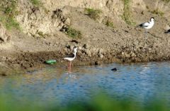 Echasse blanche - Himantopus himantopus<br>Black-winged Stilt<br>Vendée