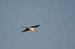 Echasse blanche - Himantopus himantopus<br>Black-winged Stilt<br>Vendée