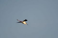 Echasse blanche - Himantopus himantopus<br>Black-winged Stilt<br>Vendée