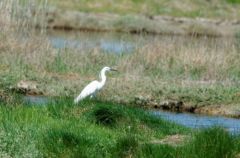 Aigrette Garzette - Egretta garzetta - Little Egret<br>Vendée