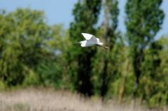 Aigrette Garzette - Egretta garzetta - Little Egret<br>Vendée