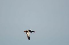 Tadorne de Belon<br>Tadorna tadorna - Common Shelduck<br>Vendée