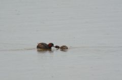 Grèbes castagneux - Tachybaptus ruficollis - Little Grebe<br>Vendée