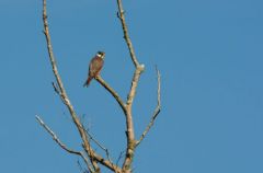 Faucon hobereau - Falco subbuteo - Eurasian Hobby<br>Etang aux moines