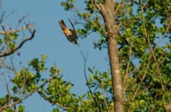 Faucon hobereau - Falco subbuteo - Eurasian Hobby<br>Etang aux moines