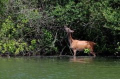 Biche (Cerf Elaphe) - Cervus elaphus<br>région parisienne