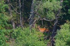 Cerf Elaphe - Cervus elaphus<br>région parisienne