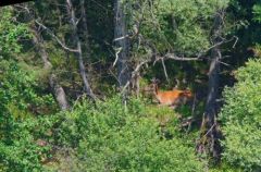 Cerf Elaphe - Cervus elaphus<br>région parisienne