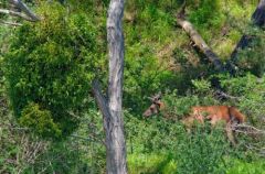 Cerf Elaphe - Cervus elaphus<br>région parisienne